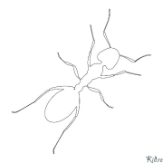 ant Coloring Pages To Print